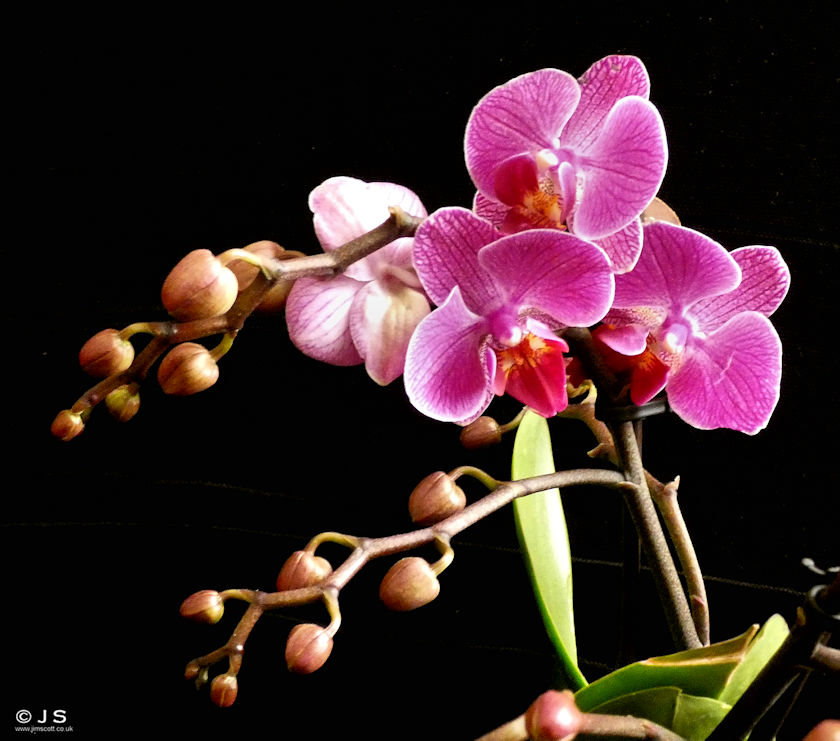Purple Orchid