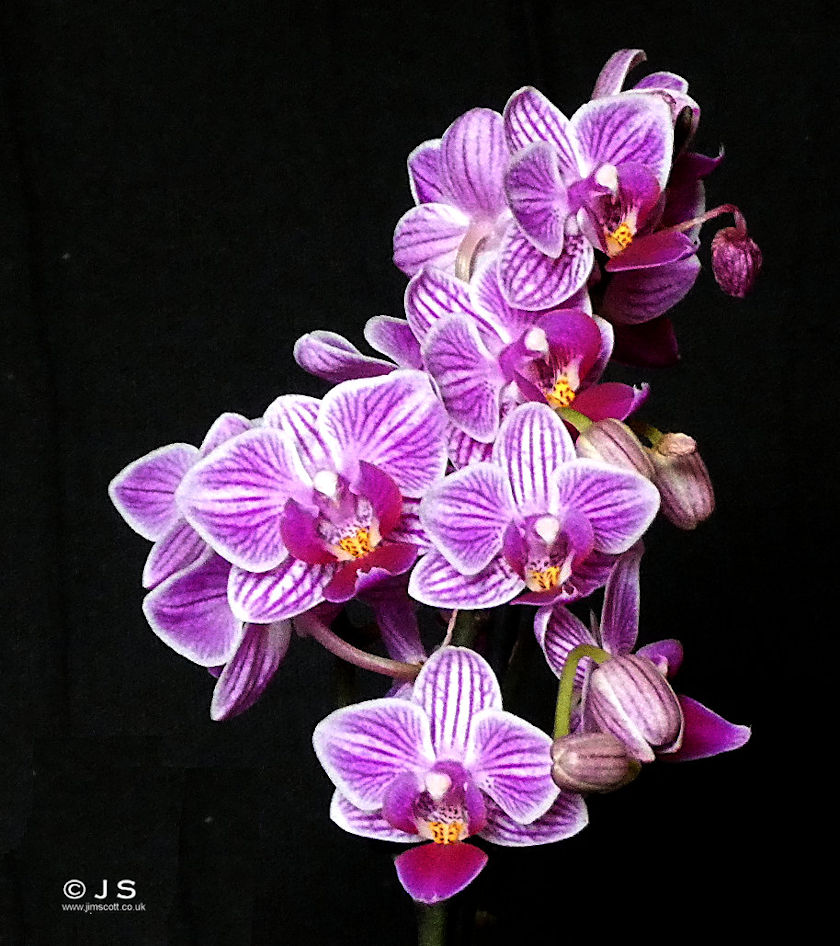 Purple Orchid 2026