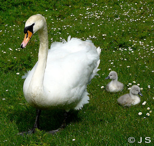 Cygnets 2012