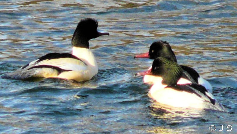 Goosanders