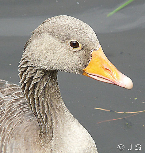 Greylag Goose