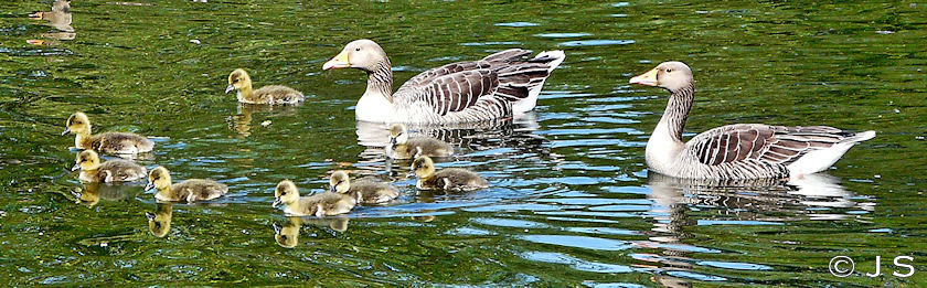 Graylag family