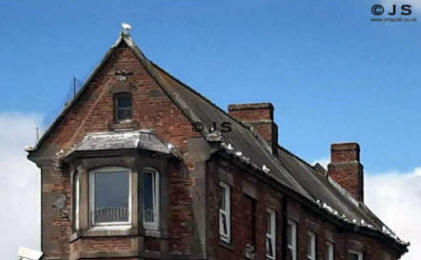 Kittiwakes at North Shields 2023