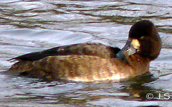 Lesser Scaup