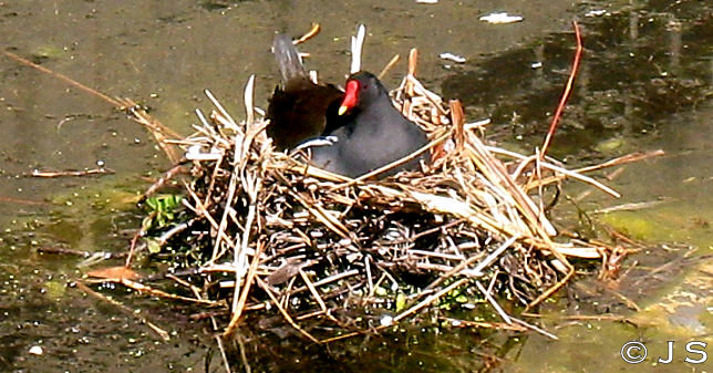 Moorhen nest