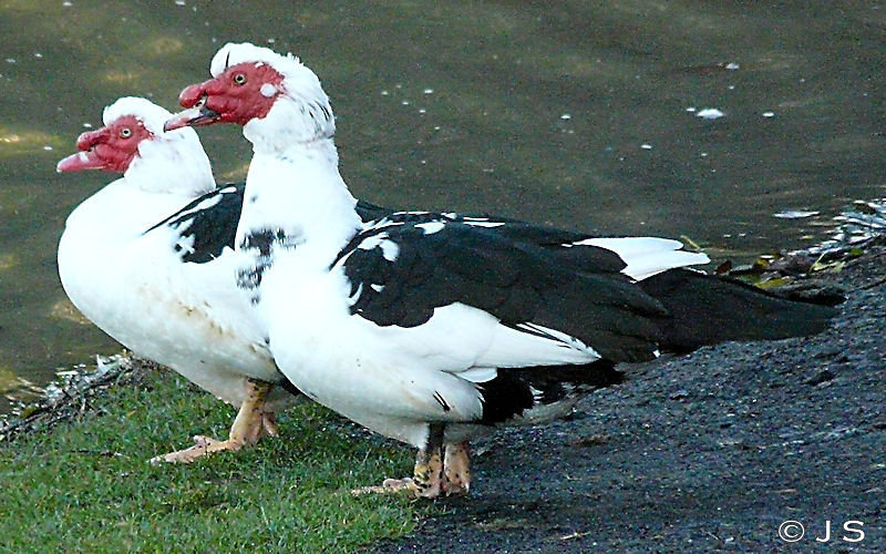 Muscovy ducks