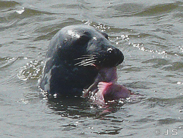 Seal with fish