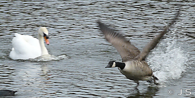 Seeing-off goose