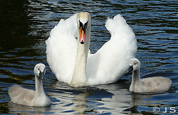 Mum