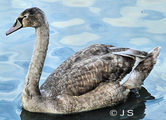 Whooper swan