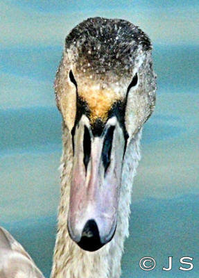 Whooper swan head