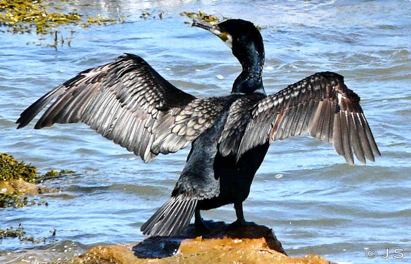 Cormorant