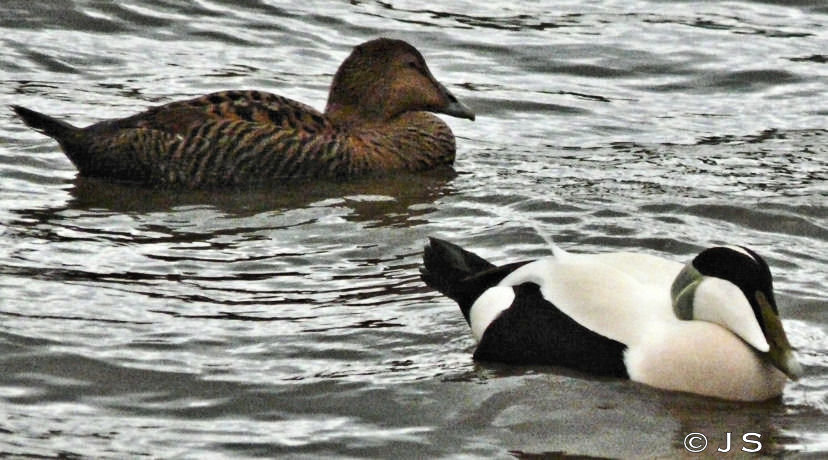Eider pair