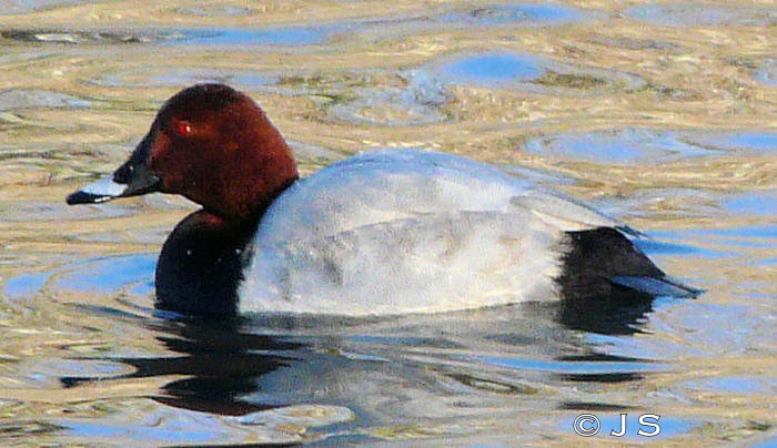 Pochard