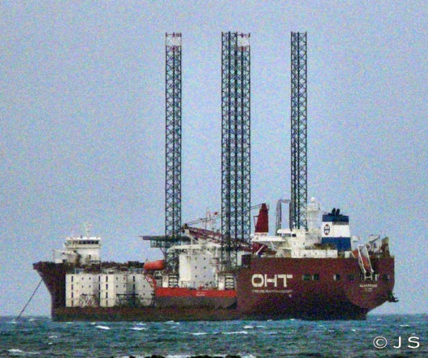 Albatross